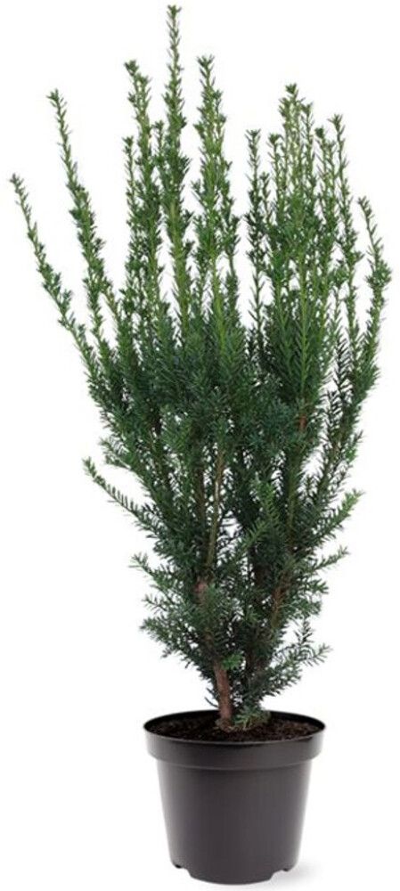 Kartiomarjakuusi Taxus Media Hillii