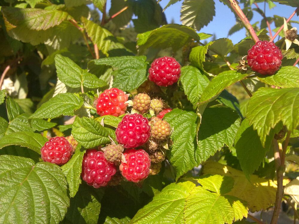 Vadelma Rubus Idaeus Jenkka