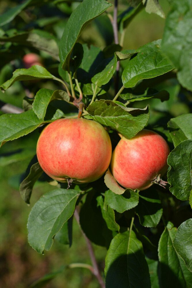 Omena Malus Domestica Sariola
