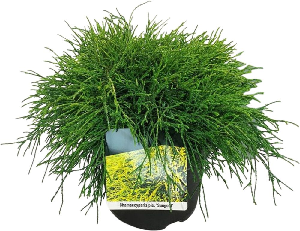 Hernesypressi Chymaecyparis Pisifera Sungold P17