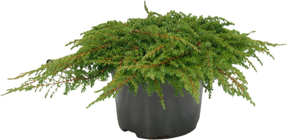 Kääpiökataja Juniperus Communis Green Carpet