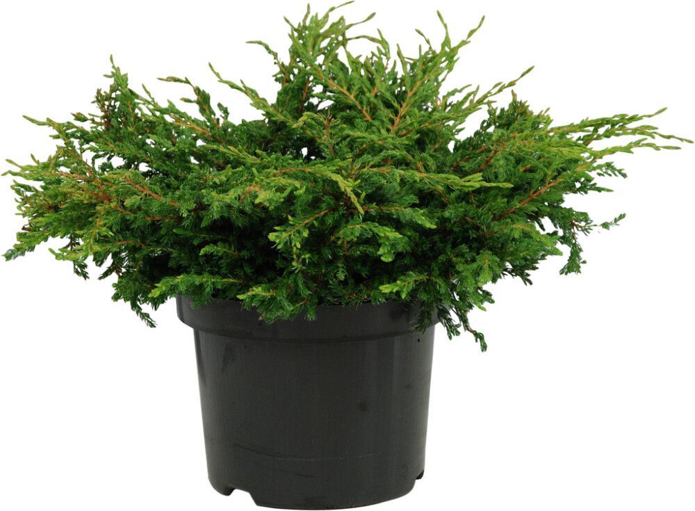 Kääpiökataja Juniperus Communis Repanda