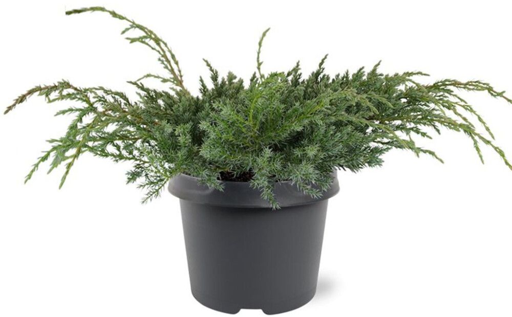 Lamosinikataja Juniperus Squamata Blue Carpet