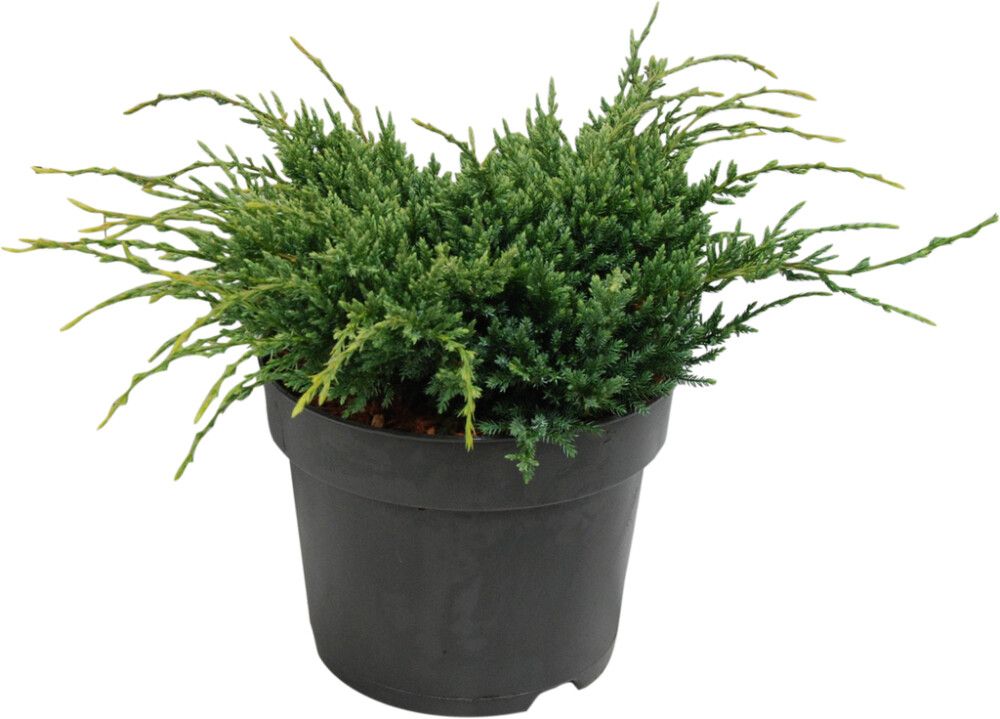 Sinikataja Juniperus Squamata Holger