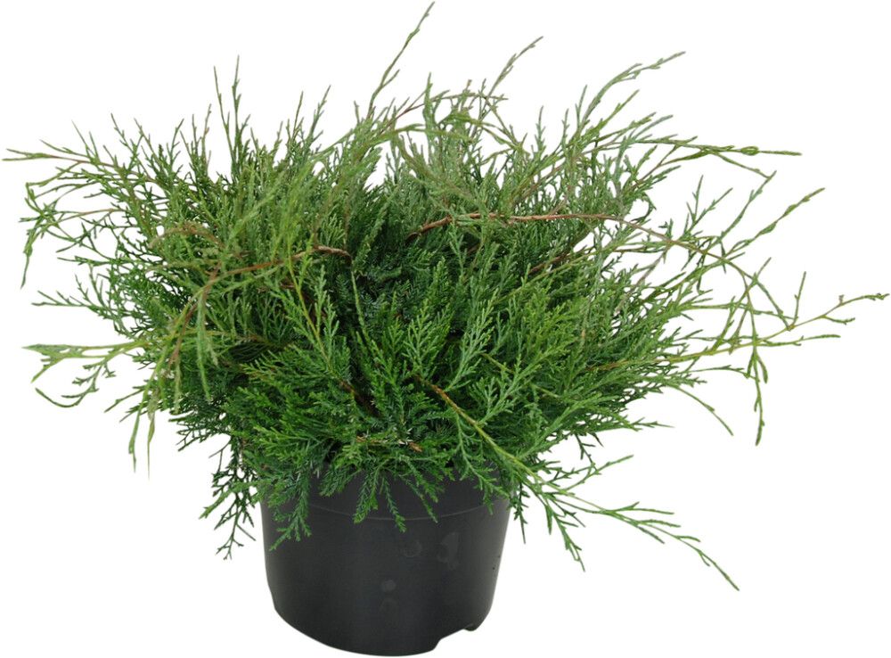 Kynäkataja Juniperus Virginiana Grey Owl