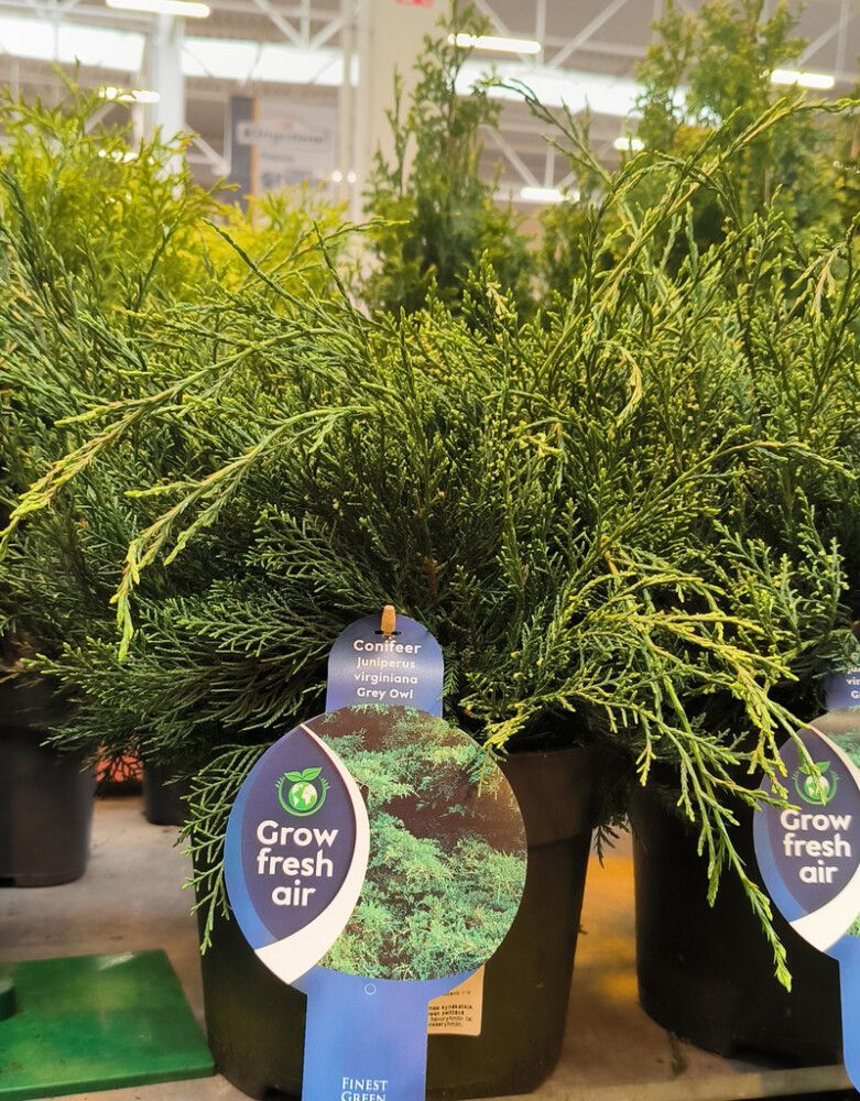 Kynäkataja Juniperus Virginiana Grey Owl