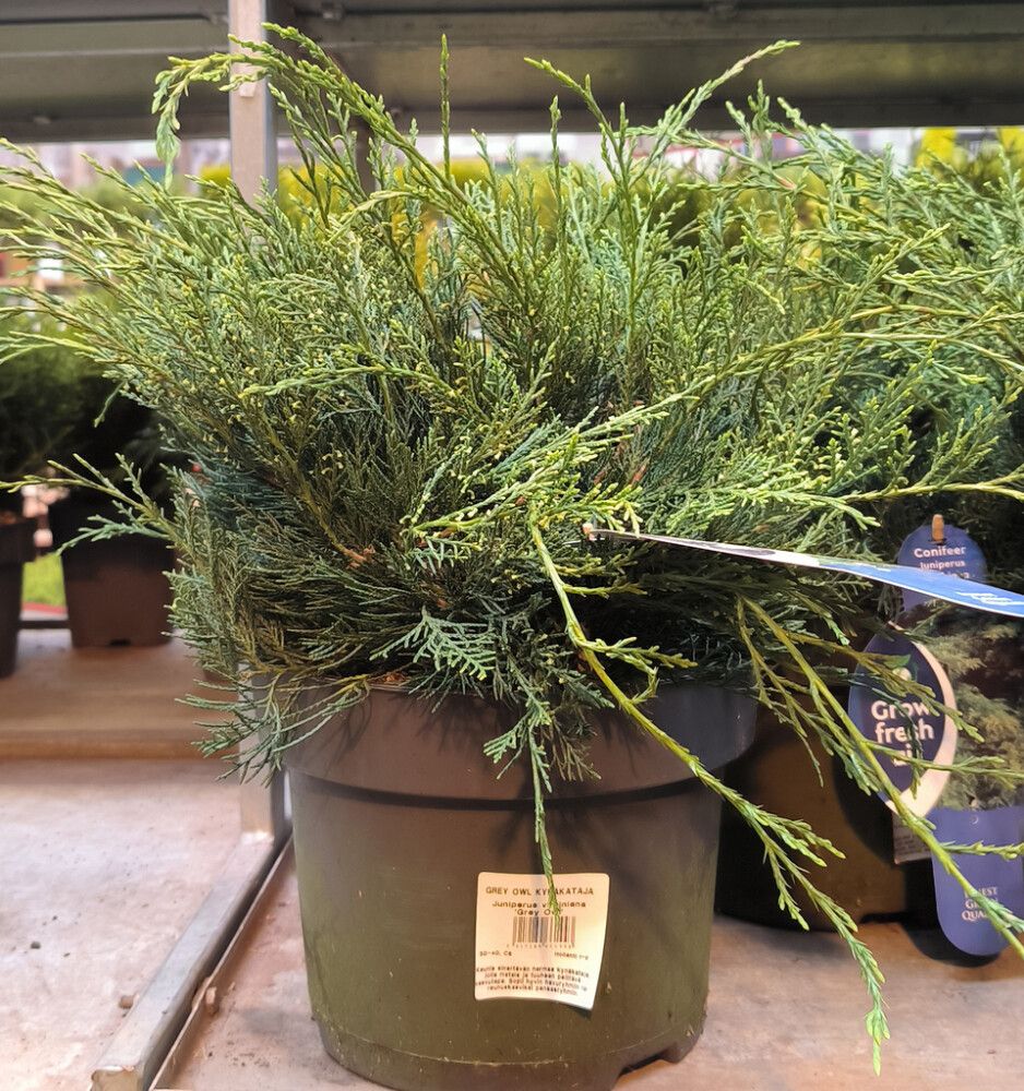 Kynäkataja Juniperus Virginiana Grey Owl
