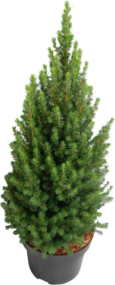 Kartiovalkokuusi Picea Glauca Perfecta