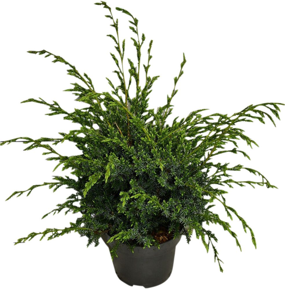 Kiinankataja Juniperus Chinensis Blue Alps