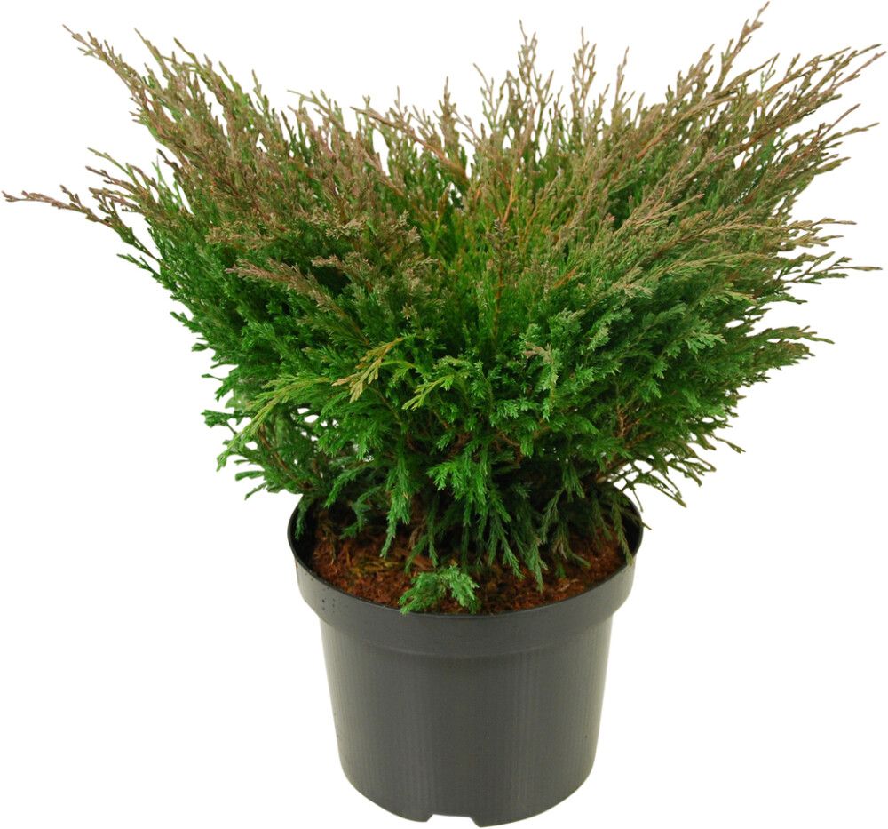 Maljakataja Juniperus Horizontalis Andorra Compact