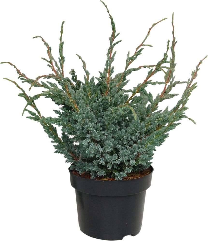 Sinikataja Juniperus Squamata Meyeri