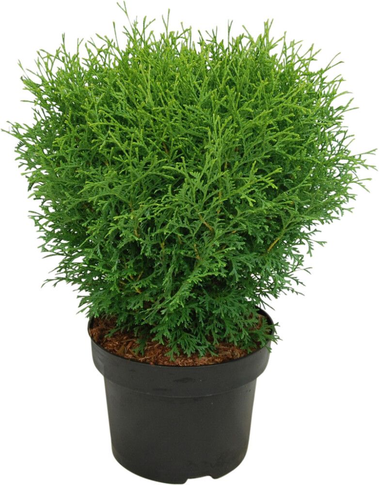 Pallotuija Thuja Occidentalis Tiny Tim
