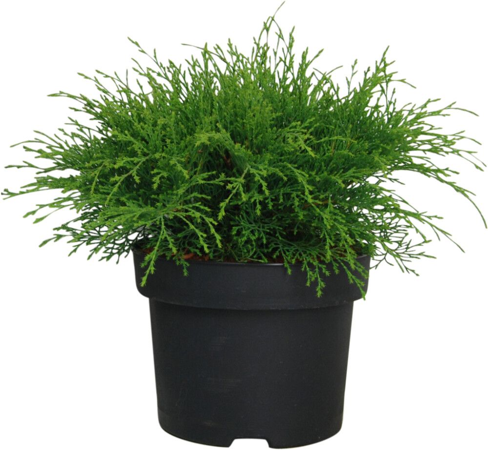 Tuivio Microbiota Decussata P26