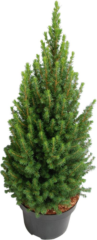 Kartiovalkokuusi Picea Glauca Perfecta P26