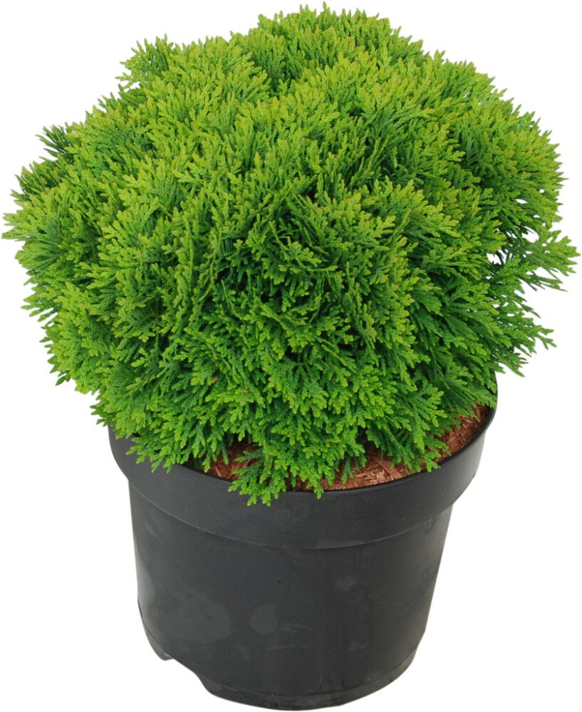 Kääpiöpallotuija Thuja Occidentalis Danica