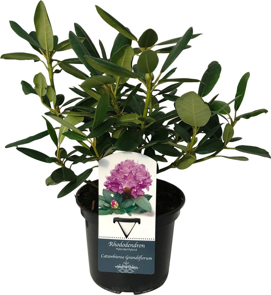 Alppiruusu Rhododendron Grandiflorum P13