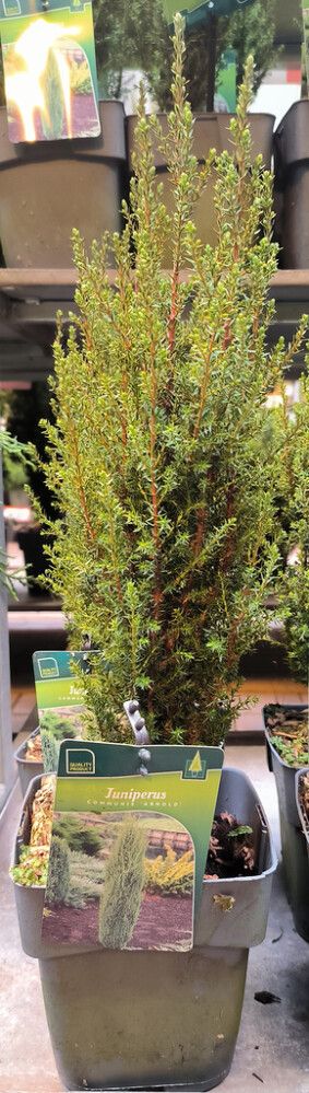 Pilarikataja Juniperus Communis Arnold P17