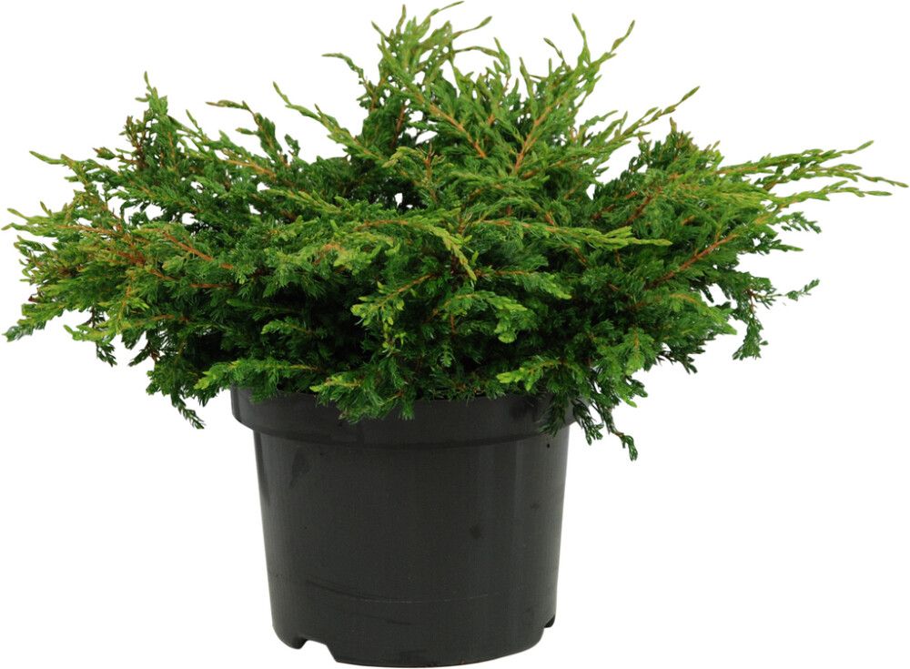 Kääpiökataja Juniperus Communis Repanda P17