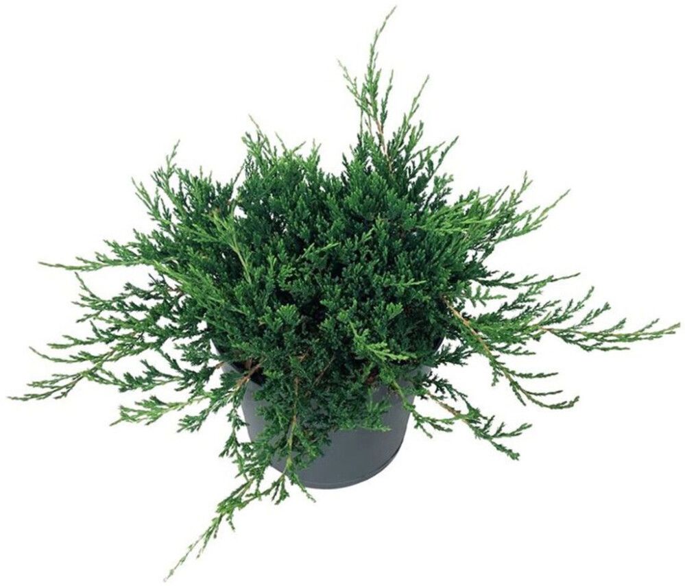 Sinilaakakataja Juniperus Horizontalis Blue Chip P17