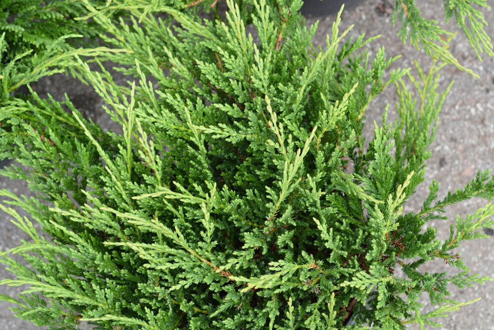 Laakakataja Juniperus Horizontalis Prince Of Wales P17