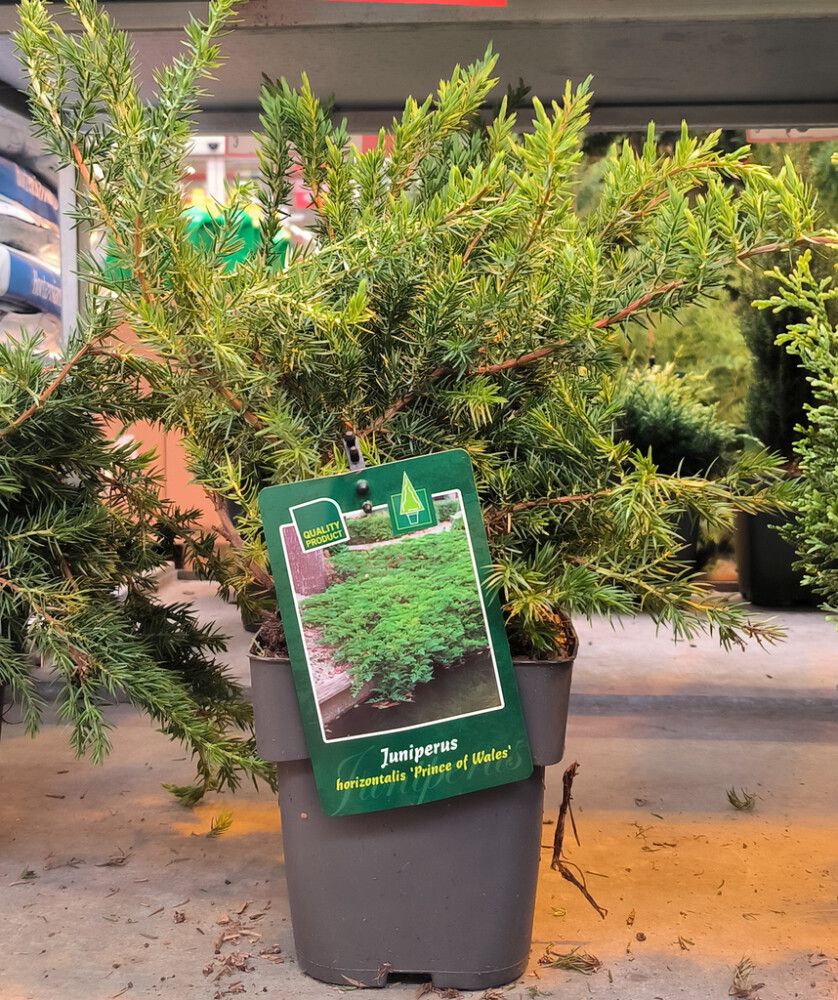 Laakakataja Juniperus Horizontalis Prince Of Wales P17