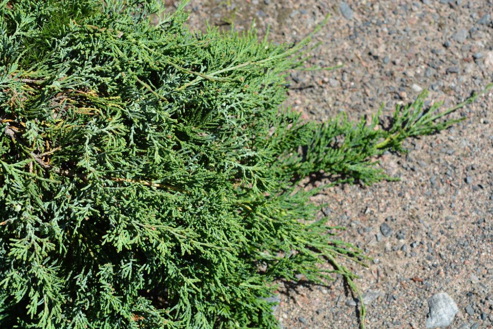 Sinilaakakataja Juniperus Horizontalis Wiltonii P17