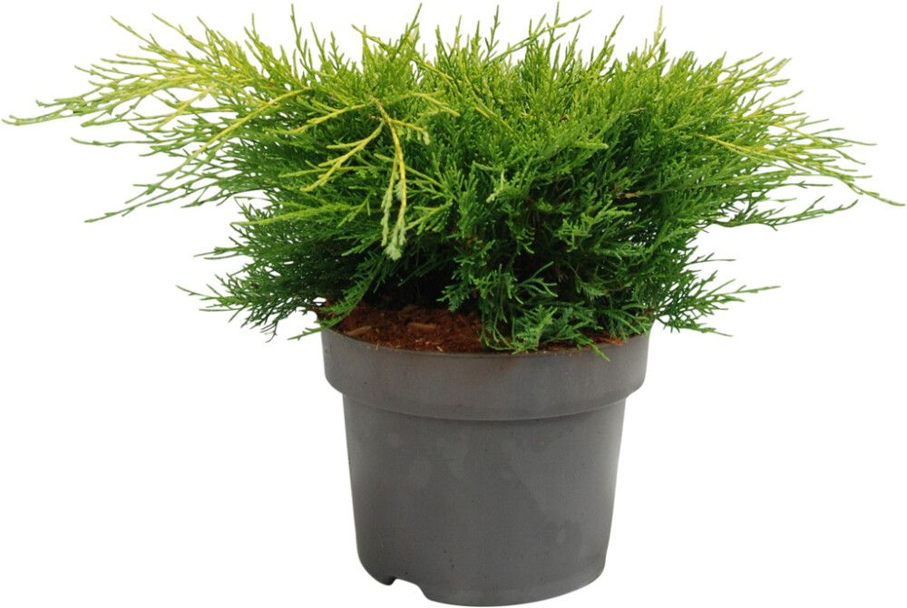 Tarhakataja Juniperus Pfitzeriana Old Gold P17