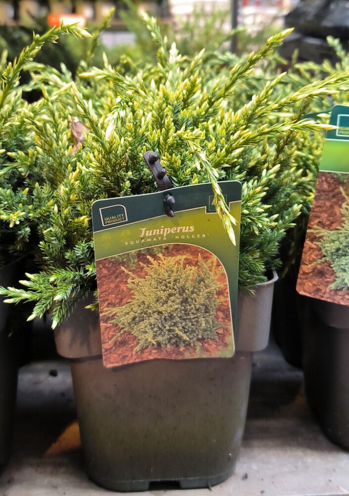 Himalajankataja Juniperus Squamata Holger P17