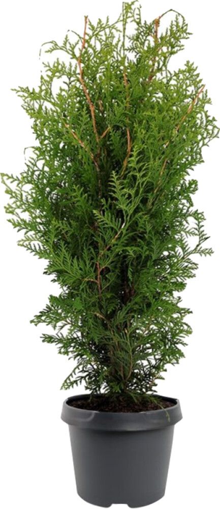 Kartiotuija Thuja Occidentalis Brabant P17