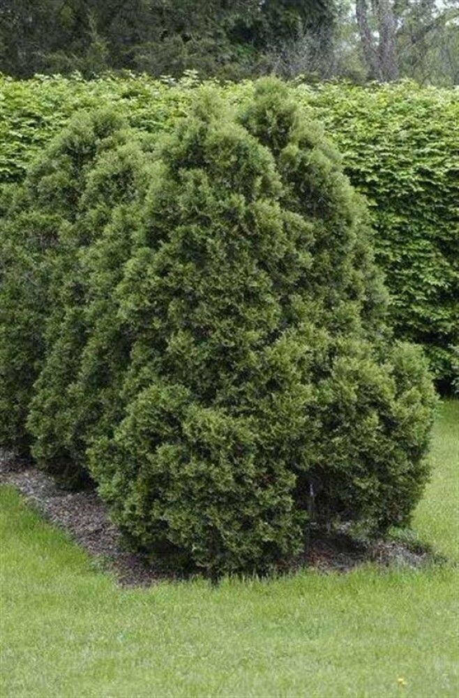 Kartiotuija Thuja Occidentalis Holmstrup P17