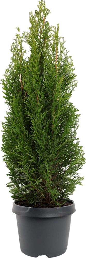 Timanttituija Thuja Occidentalis Smaragd Var P17