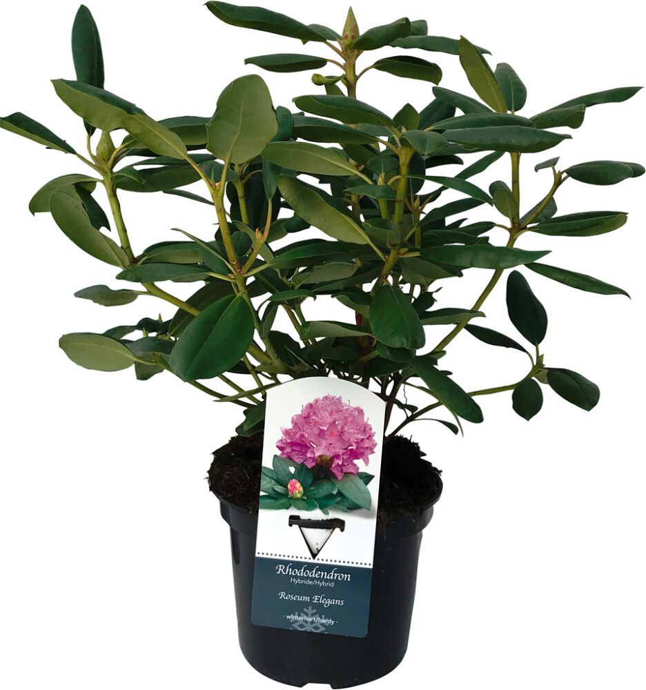 Alppiruusu Rhododendron Roseum Elegans P13