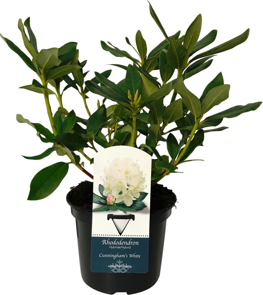 Alppiruusu Rhododendron Cunningham White P13