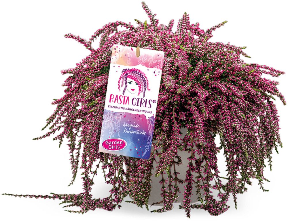 Kanerva Calluna Vulgaris Rasta Girls P13