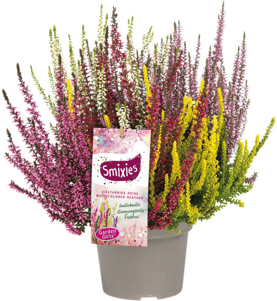 Kanerva Calluna Vulgaris Colour Mix P13