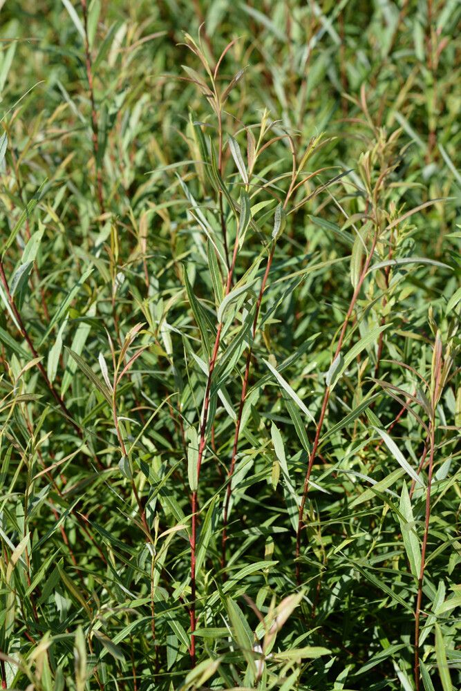 Kääpiöpunapaju Salix Purpurea Gracilis