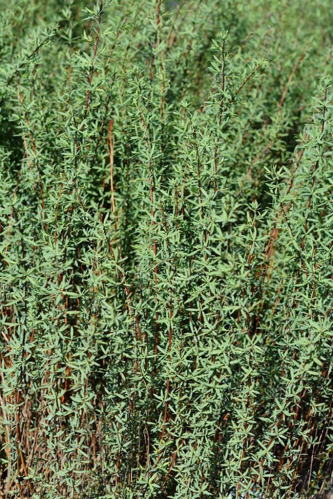 Kääpiöpunapaju Salix Purpurea Gracilis