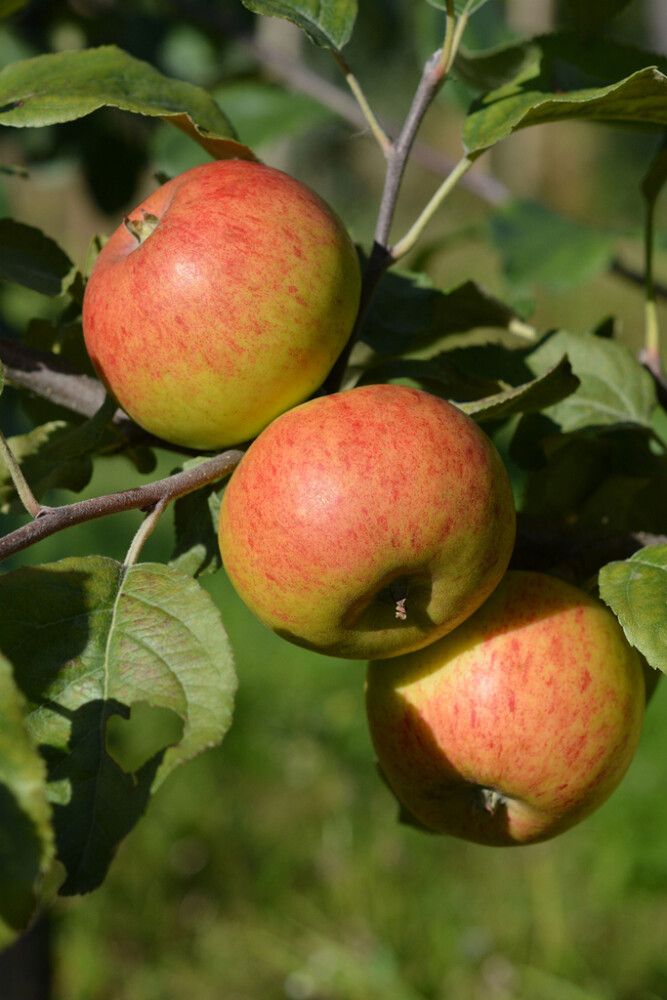 Omenapuu Malus Domestica Grenman