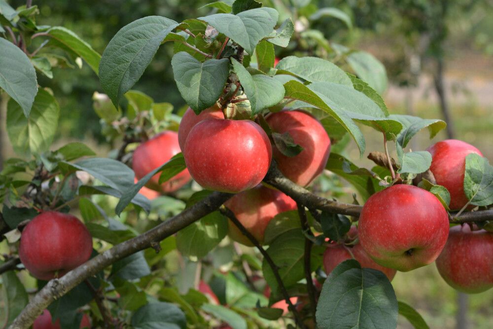 Omenapuu Malus Domestica Konsta
