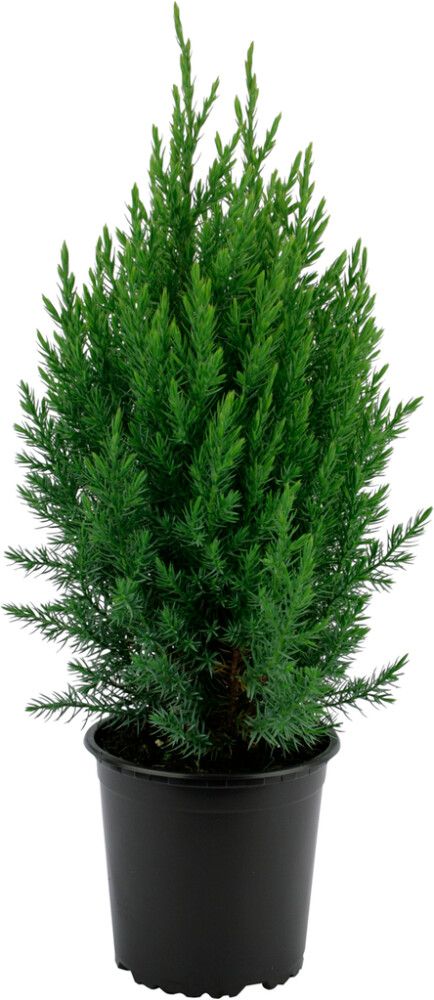 Kiinankataja Juniperus Chinensis Stricta P19