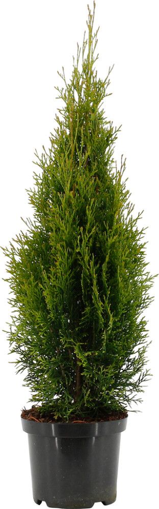Timanttituija Thuja Occidentalis Smaragd P19