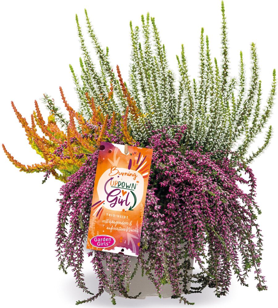 Kanerva Calluna Vulgaris Up Down Girls P12