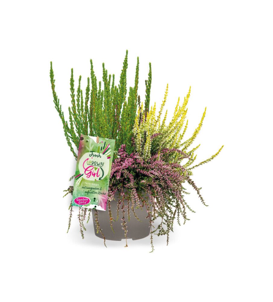 Kanerva Calluna Vulgaris Up Down Girls P12