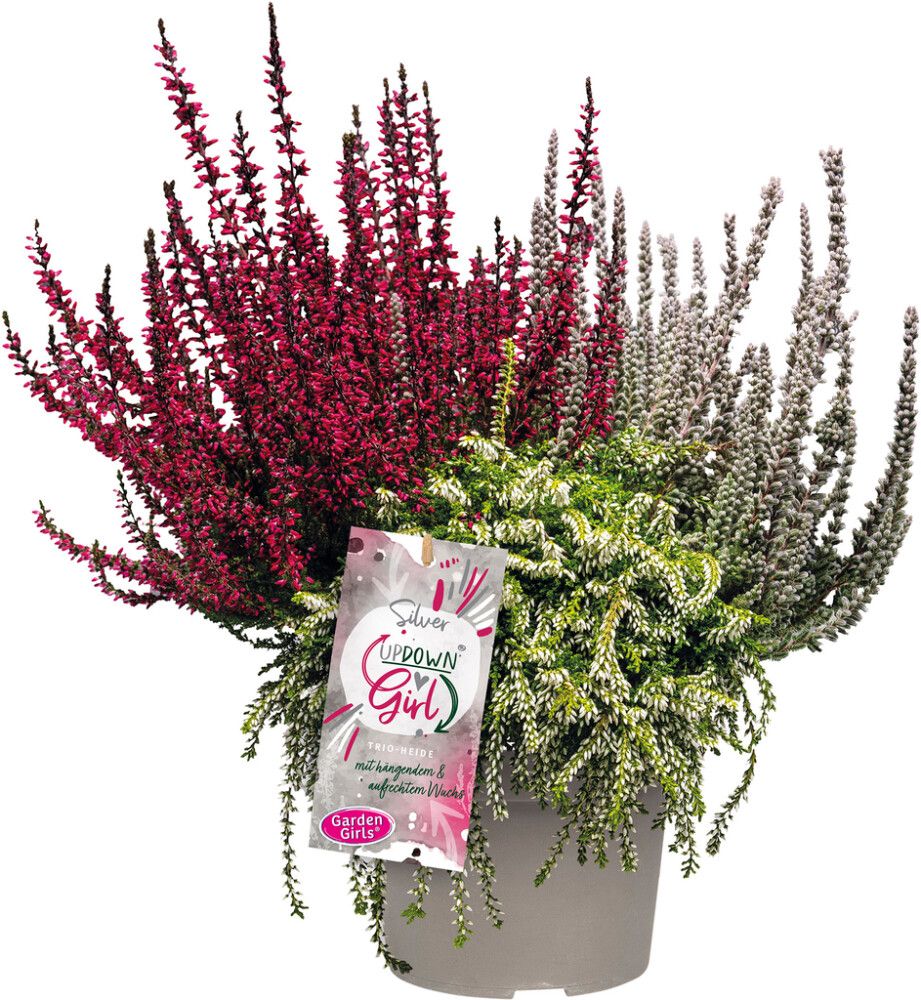 Kanerva Calluna Vulgaris Up Down Girls P12