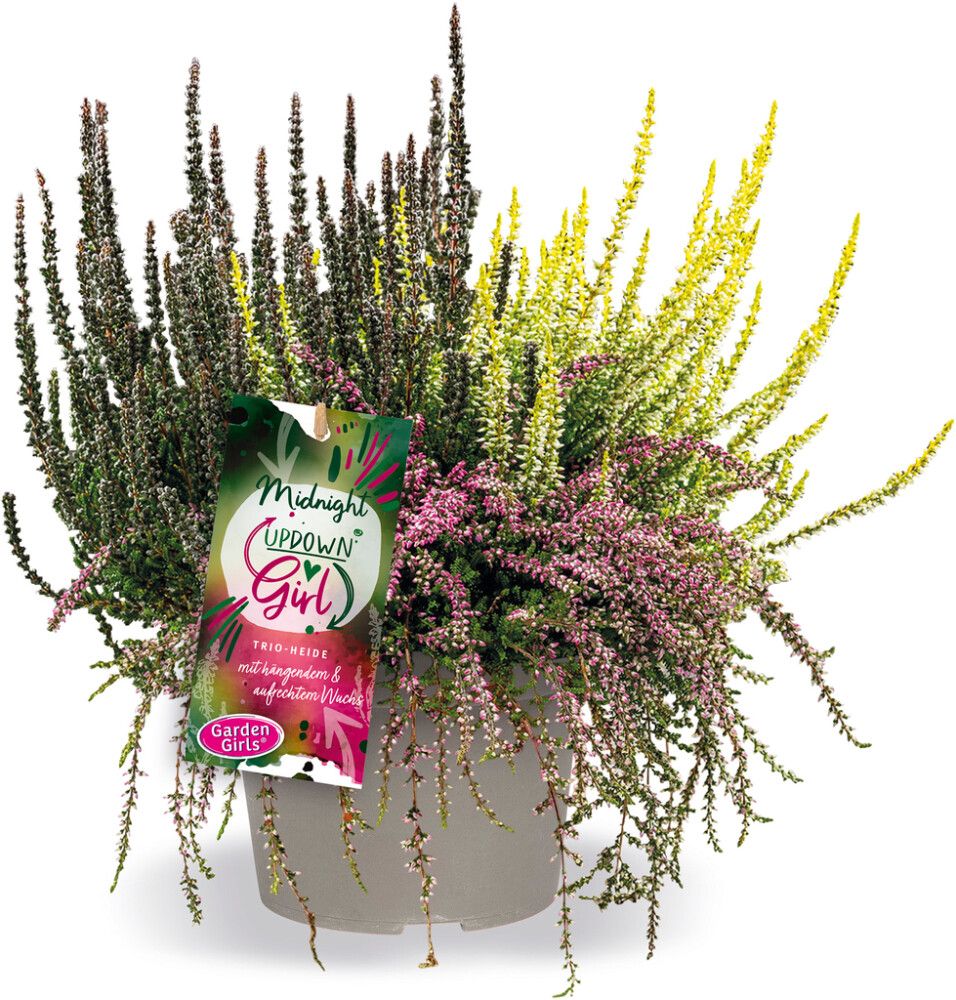 Kanerva Calluna Vulgaris Up Down Girls P12