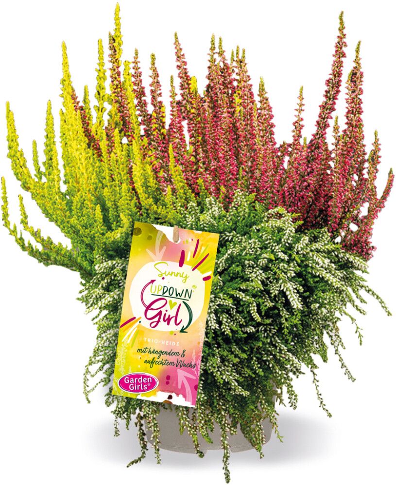 Kanerva Calluna Vulgaris Up Down Girls P12