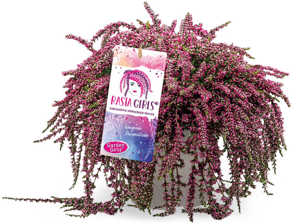 Kanerva Calluna Vulgaris Rasta Girls P12