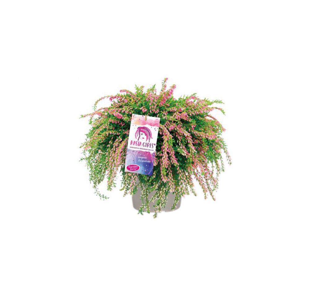 Kanerva Calluna Vulgaris Rasta Girls P12