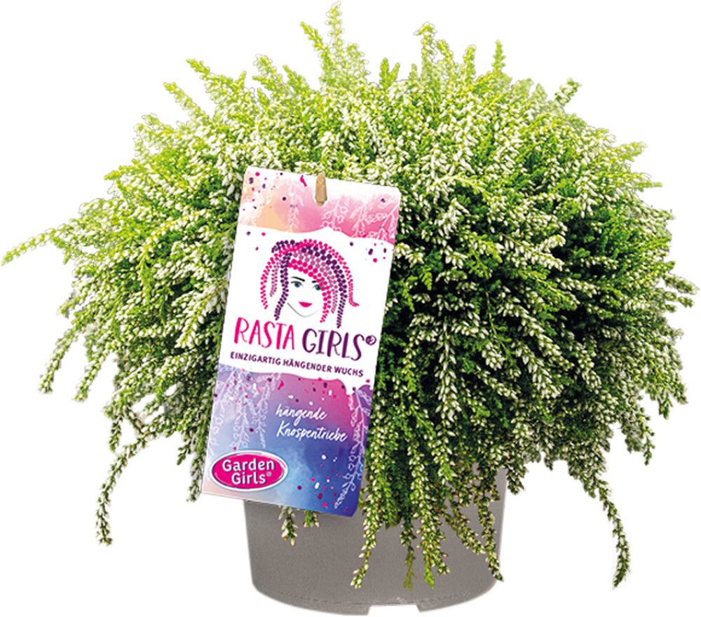 Kanerva Calluna Vulgaris Rasta Girls P12