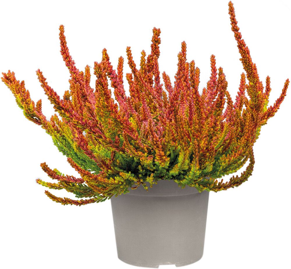 Kanerva Calluna Vulgaris Sunset Girls P12